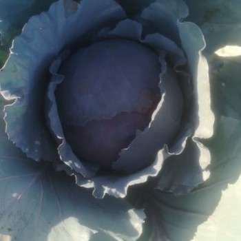 IMG-20190930-WA0007